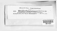 Blitridium symphoricarpi image